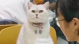 猫咪：脚下生根，不动如山！