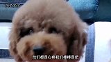 孙胖妞一家全是母狗，迫于无奈为孙棒棒做了绝育，希望大家理解