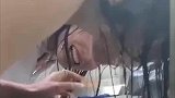 听说这样能避雨，搞笑女将头伸进垃圾桶