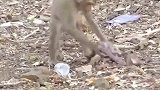 小猴被坏猴捉走，受尽折磨！