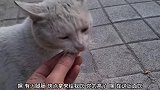 送猫咪火腿肠吃，有一只流浪猫躲得远远的，不敢靠近