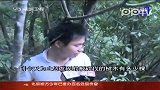 香脂价格超黄金 沉香树频繁遭盗伐