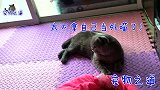 新来的小猫蹭吃喝惹恼公猫，上前就要揍小猫，小猫的反应太逗了