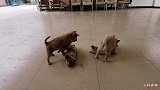 中华田园犬，我是国古老的犬种，也是国犬。