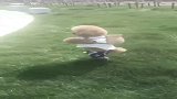 会行走的小毛孩