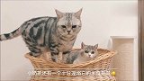 小奶猫因为腿短，玩大猫的玩具总是显得笨拙可爱！