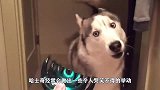 家里跑进一只大猩猩，哈士奇吓到崩溃，二哈大哥别杀我呀！