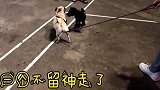 小巴哥的新玩伴，一只田园犬，见面就开干