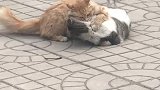 这俩家伙不知道为什么打起来了