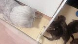 刚刚出生的七只小猫 你也和我一样喜欢猫吗
