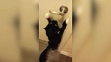 猫咪第一次穿衣服，走路都不会了，生无可恋的眼神太萌了！