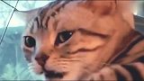 猫咪：媳妇你这个屁，是认真的吗？
