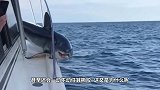 为什么鲨鱼遇到虎鲸会一动不动，任其撕咬理由太简单了吧