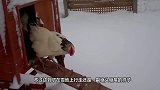 这只鸡第一次在雪地里行走，小心翼翼不敢下脚，镜头拍下全过程