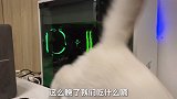晚晚是一只不爱抓老鼠的猫咪，只爱抓虫虫