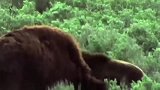 棕熊猎杀野牛，棕熊一巴掌就将野牛拍死，拳头硬就是好