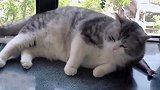 布偶猫：铲屎官都是渣男，我等你等的快睡着了！