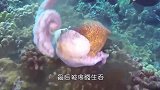 疯了！在遥远的太平洋海域，潜水员目睹一只虾生吞了一条鱼