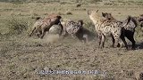 鬣狗大战鸵鸟，究竟谁更胜一筹？视频记录全过程！
