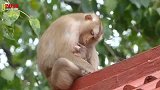 新生儿脐带没有掉，猴妈忙着捉虱子，搞笑