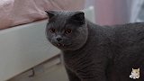 时隔数月再见曾经冤家，蓝猫：历史总是惊人的相似