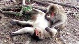 猴子不管什么时候都要梳理一下毛发
