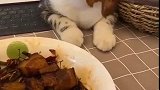 猫：这红烧肉真香，可以给我吃块吗！