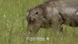 狮子埋伏疣猪，疣猪从狮子面前走过，狮子却无动于衷！