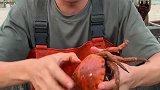 船长开面包蟹吃真的比我还瘦