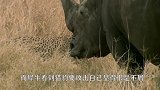 两只猎豹准备攻击犀牛，犀牛却完全没放在眼里，猎豹：太丢脸了