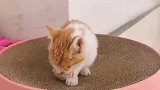 猫咪来我家的第八天，猫咪太爱美，铲屎官快招架不住了。