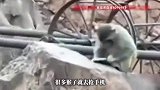 游客手机不慎掉进昆明动物园猴山！