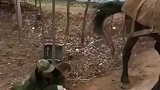老马躺在地上方便老人上马