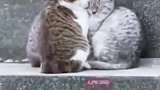 那些流浪街头让人心疼的猫猫们，来这世间的本意不是学会流浪