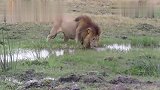 奥卡万戈三角洲体型最大的雄狮：肉眼可见的粗壮,真威武！