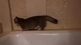 挑战全网腿最短的小猫咪
