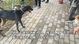 农村热闹狗市，大爷说我这条是快枪手，兔子一回准没跑