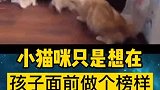 #猫咪 哈哈丢脸丢大了