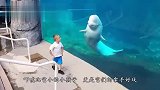 超可爱！男子的摄像机不小心掉入水中,白鲸游入水底叼起还他