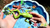 乐享动物乐园带你认识五辐对称海星和软体章鱼