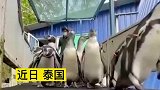 游客不来企鹅都抑郁了，企鹅我的游客宝宝哪里去了