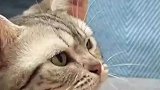 猫咪被自己的老婆凶，吓的在主人的怀里瑟瑟发抖