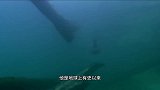 深海霸主“含肺鱼”，拥有极度发达的肺部，能轻松猎杀远古鲨鱼