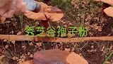 针管采集孢子粉，小伙致富的新方法，一克价值千金！