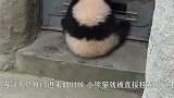 爸爸妈妈去上班，熊猫宝宝背书包去幼儿园，真的是太可爱了