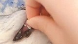 女朋友总是趁着家中猫咪睡觉拔猫咪的胡子，胆子真大