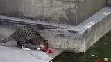 猫咪抓鱼超厉害，速度太快，太秀了
