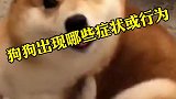 你家狗狗有哪些坏习惯和身体症状呢