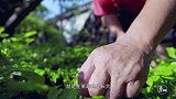 苏州渐远的“三花”，在这里还留有一角