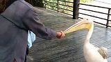 这才是真正的醍醐灌顶，大哥来这么一下，智商肯定提高了！
